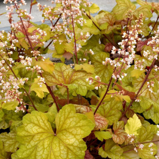 plantes-vivaces-heuchera-champagne-R-en-vente-pepiniere-lepage-