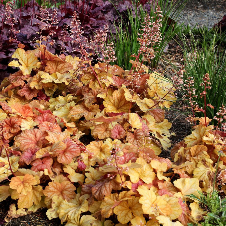 plantes-vivaces-heuchera-champagne-R-en-vente-pepiniere-lepage-