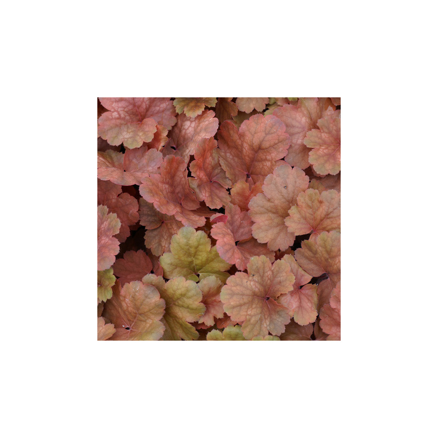 Plantes Vivaces HEUCHERA 'Cherry Cola' ® - Heuchère en vente - Pépinière Lepage .