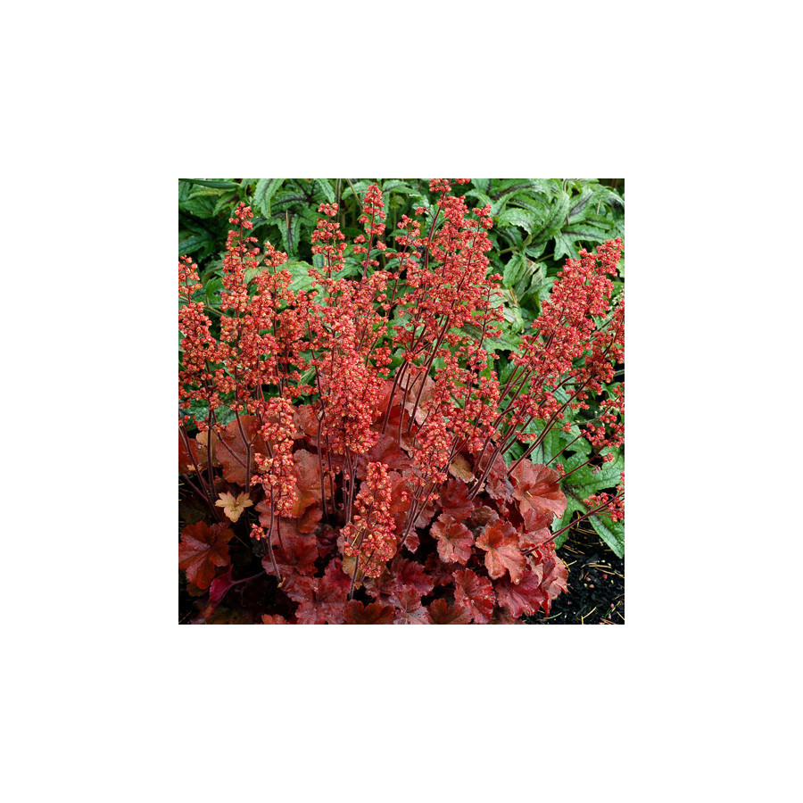 Plantes Vivaces HEUCHERA 'Cherry Cola' ® - Heuchère en vente - Pépinière Lepage .