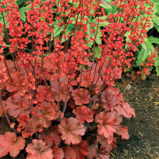 Plantes Vivaces HEUCHERA 'Cherry Cola' ® - Heuchère en vente - Pépinière Lepage .