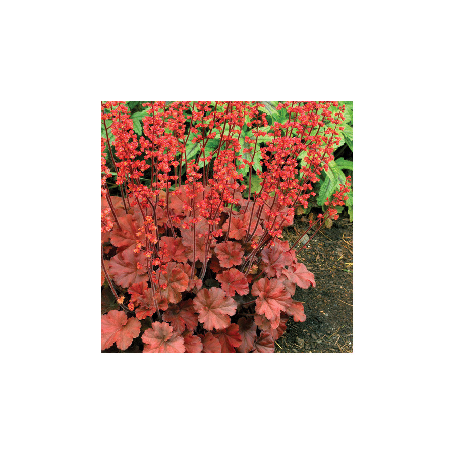 Plantes Vivaces HEUCHERA 'Cherry Cola' ® - Heuchère en vente - Pépinière Lepage .