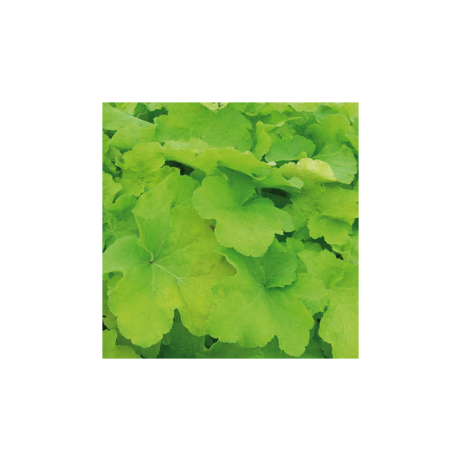 Plantes Vivaces HEUCHERA 'Citronelle' ® - Heuchère en vente - Pépinière Lepage .
