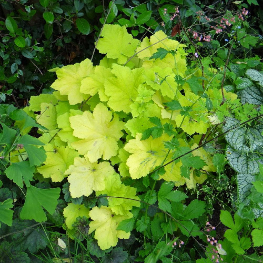 Plantes Vivaces HEUCHERA 'Citronelle' ® - Heuchère en vente - Pépinière Lepage .
