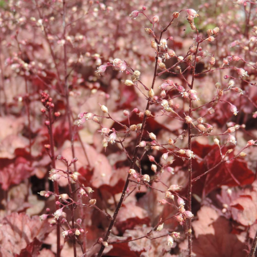 Plantes Vivaces HEUCHERA 'Coralberry' ® - Heuchère en vente - Pépinière Lepage .