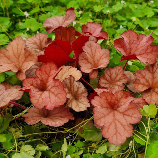 Plantes Vivaces HEUCHERA 'Coralberry' ® - Heuchère en vente - Pépinière Lepage .