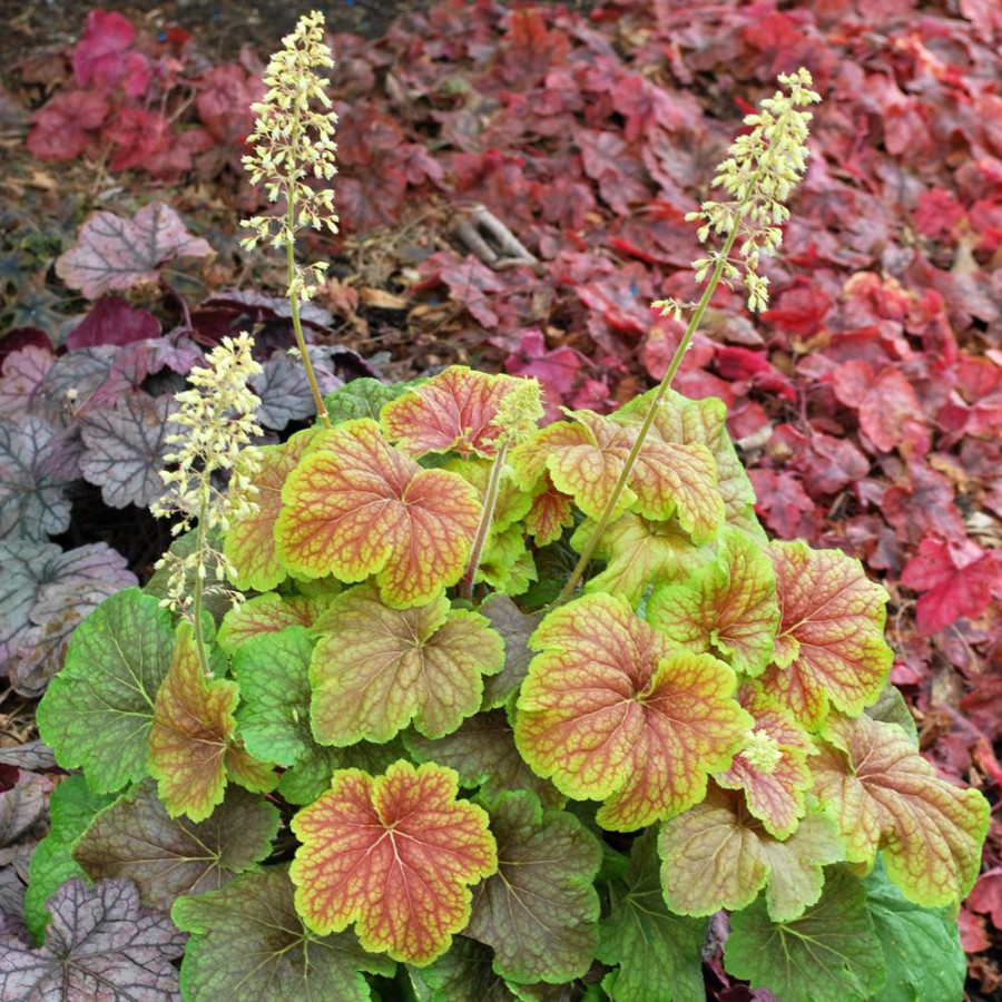 Plantes Vivaces HEUCHERA 'Delta Dawn' ® en vente - Pépinière Lepage .