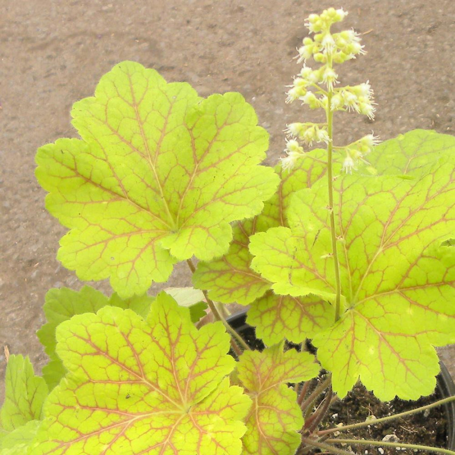 Plantes Vivaces HEUCHERA 'Electra' ® - Heuchère en vente - Pépinière Lepage .