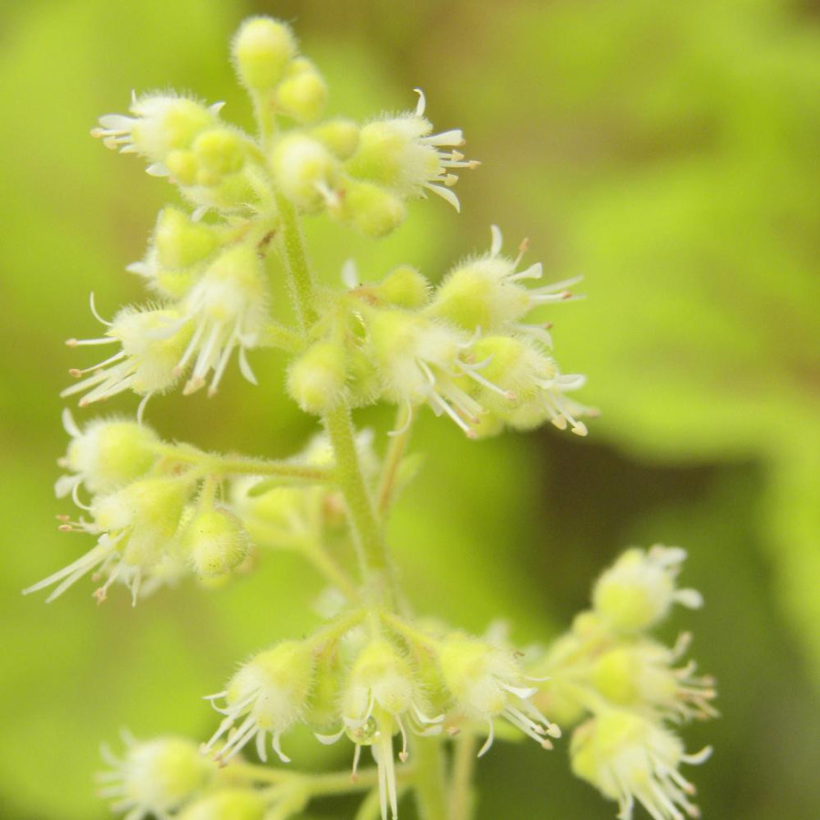 Plantes Vivaces HEUCHERA 'Electra' ® - Heuchère en vente - Pépinière Lepage .