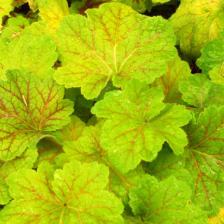 Plantes Vivaces HEUCHERA 'Electra' ® - Heuchère en vente - Pépinière Lepage .