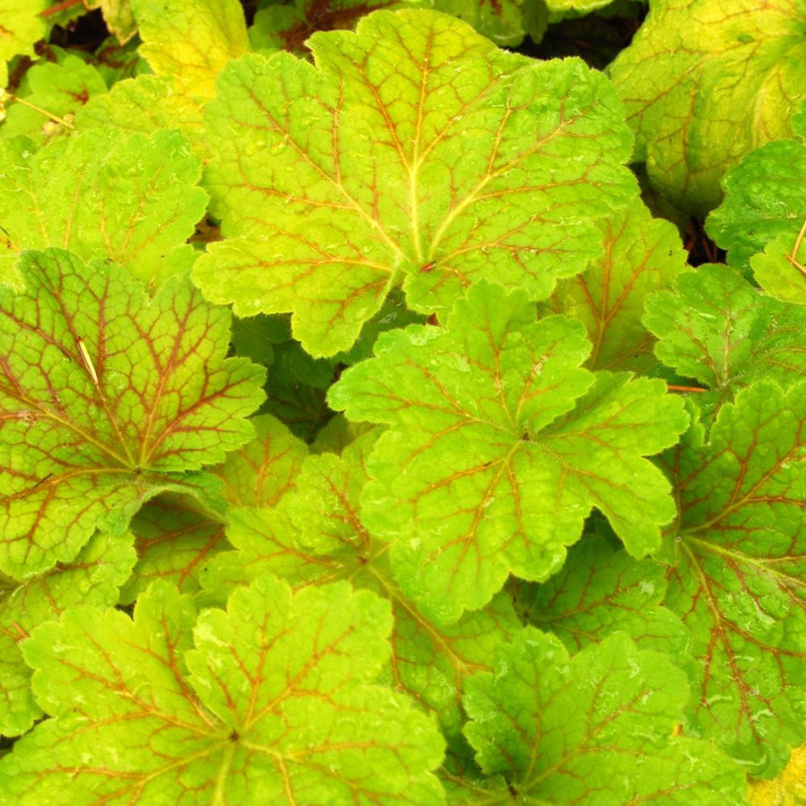 Plantes Vivaces HEUCHERA 'Electra' ® - Heuchère en vente - Pépinière Lepage .