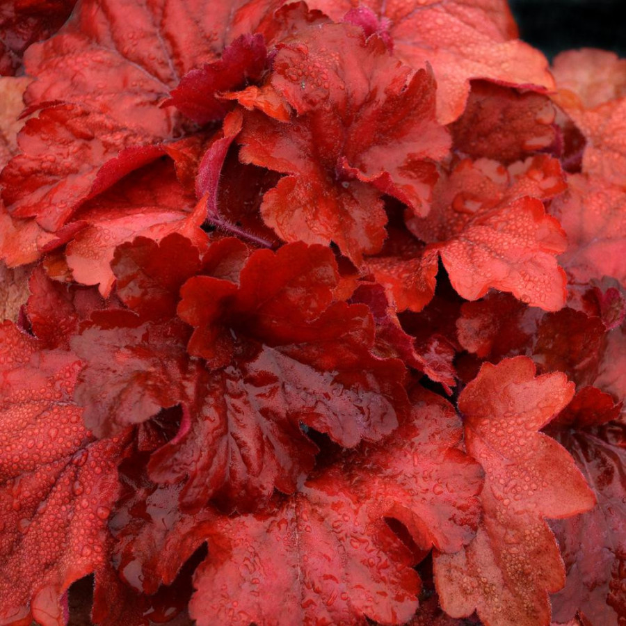 plantes-vivaces-heuchera-fire-alarm-R-heuchere-en-vente-pepiniere-lepage-