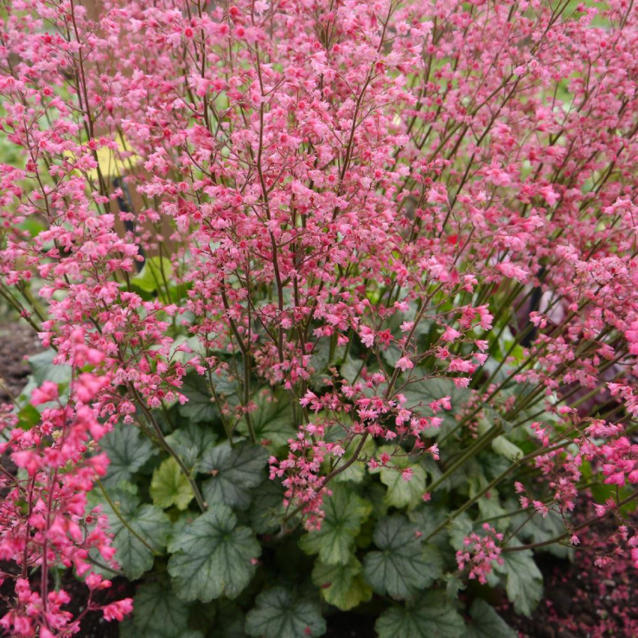 HEUCHERA 'Flower Power' ®