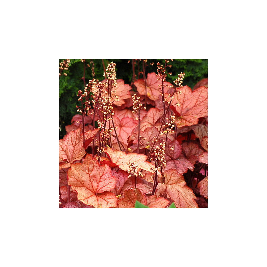 Plantes Vivaces HEUCHERA 'Georgia Peach' - Heuchère en vente - Pépinière Lepage .