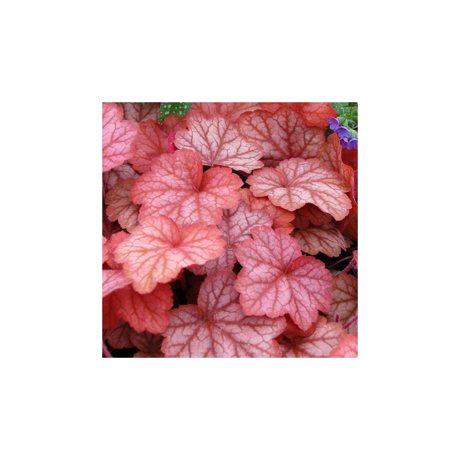 Plantes Vivaces HEUCHERA 'Georgia Peach' - Heuchère en vente - Pépinière Lepage .