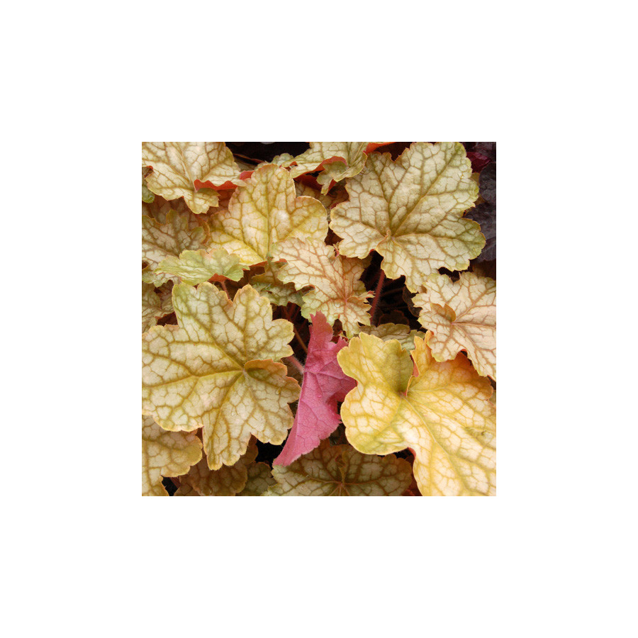Plantes Vivaces HEUCHERA 'Ginger Ale' ® - Heuchère en vente - Pépinière Lepage .