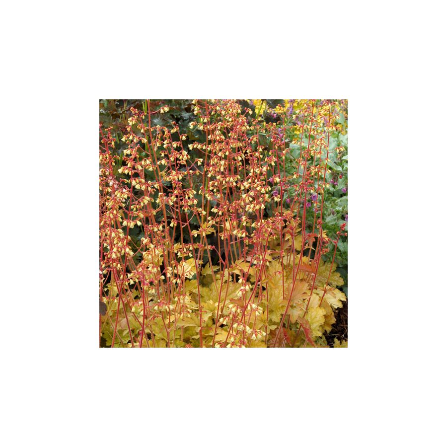 Plantes Vivaces HEUCHERA 'Ginger Ale' ® - Heuchère en vente - Pépinière Lepage .
