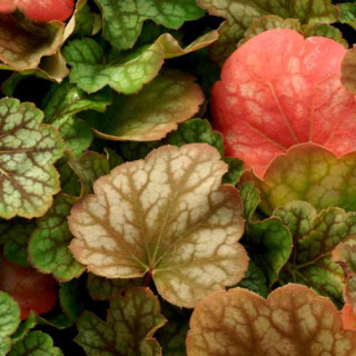 plantes-vivaces-heuchera-green-spice-heuchere-en-vente-pepiniere-lepage-