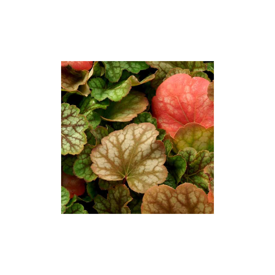 Plantes Vivaces HEUCHERA 'Green Spice' - Heuchère en vente - Pépinière Lepage .