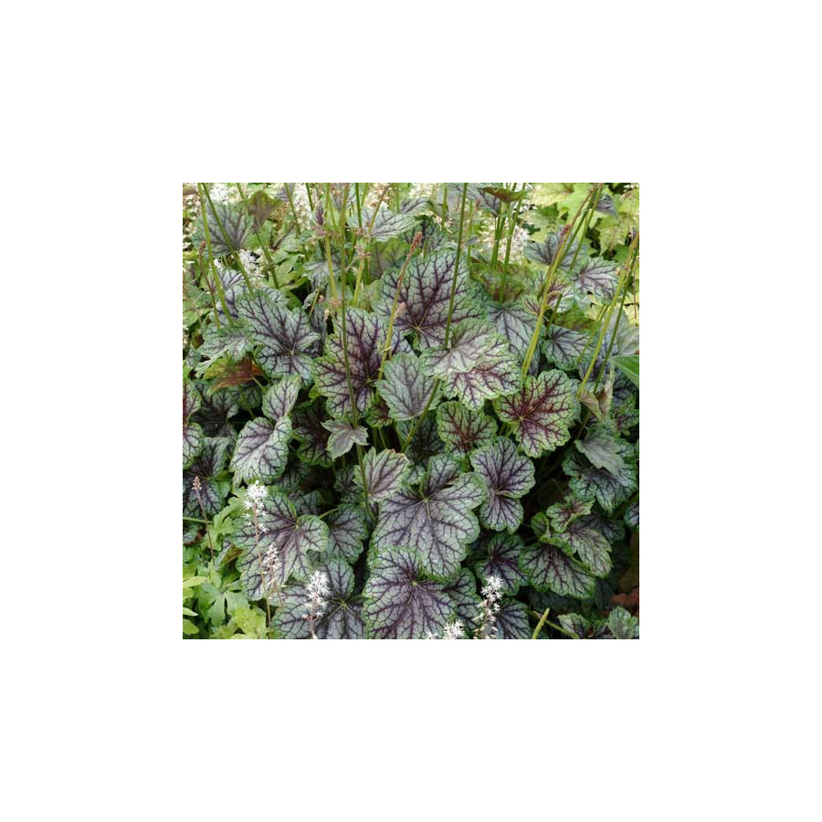 Plantes Vivaces HEUCHERA 'Green Spice' - Heuchère en vente - Pépinière Lepage .