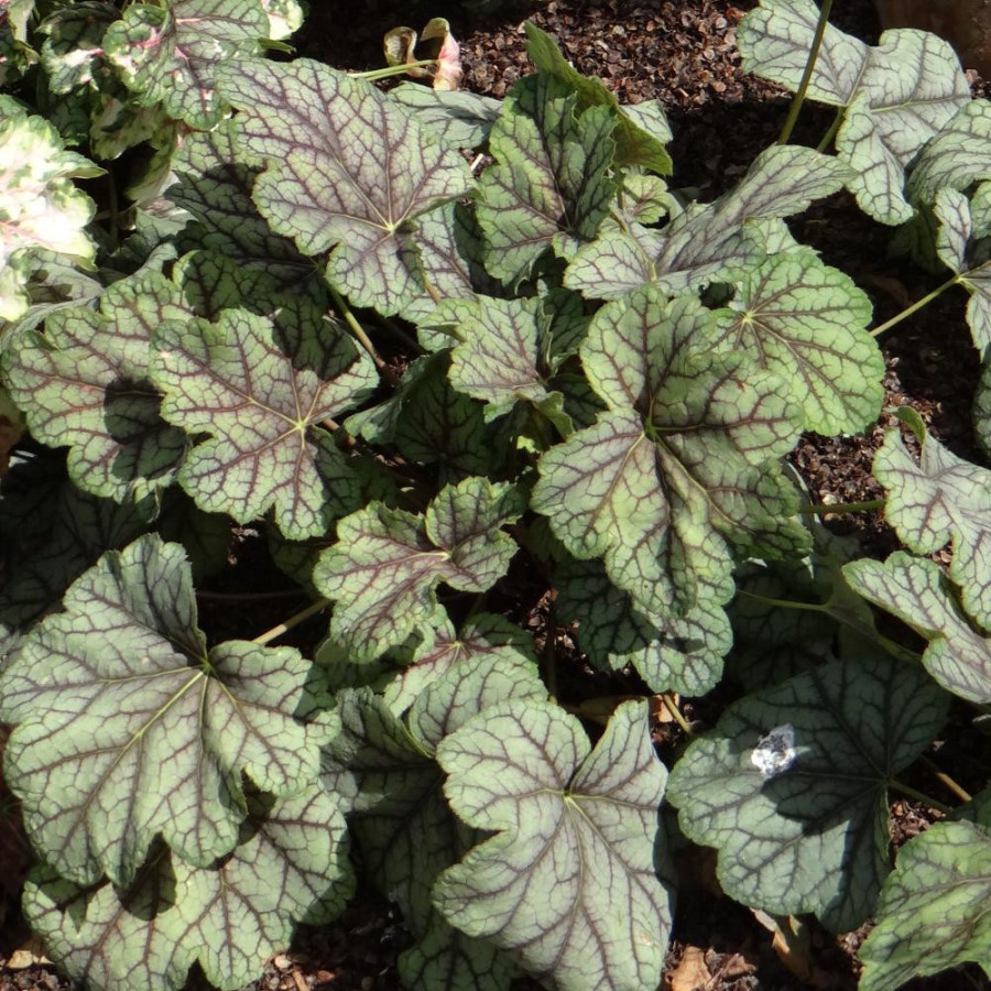 Plantes Vivaces HEUCHERA 'Green Spice' - Heuchère en vente - Pépinière Lepage .