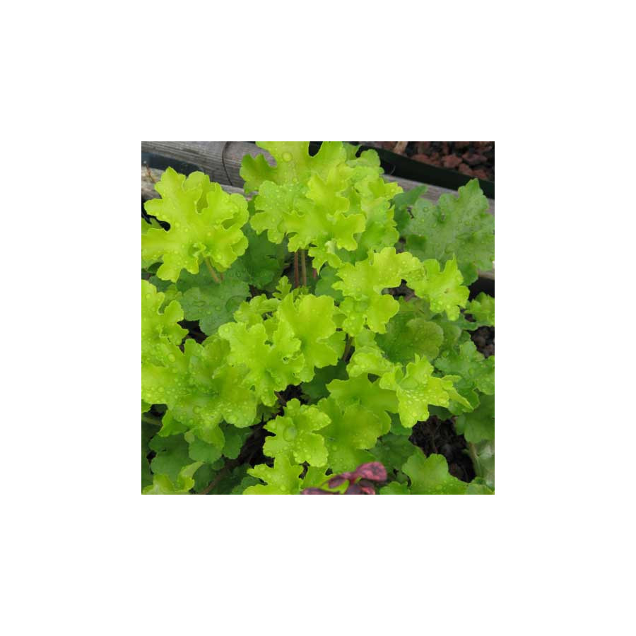Plantes Vivaces HEUCHERA 'Lime Marmalade' ® - Heuchère en vente - Pépinière Lepage .