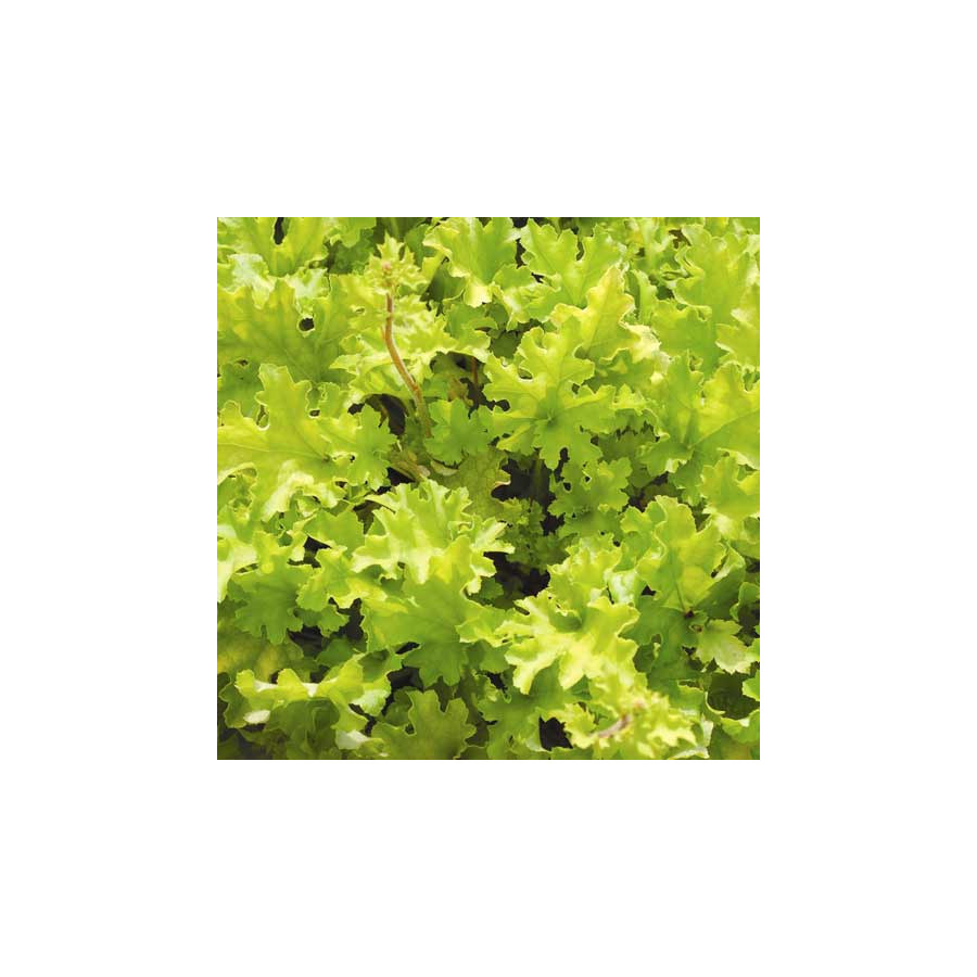 Plantes Vivaces HEUCHERA 'Lime Marmalade' ® - Heuchère en vente - Pépinière Lepage .