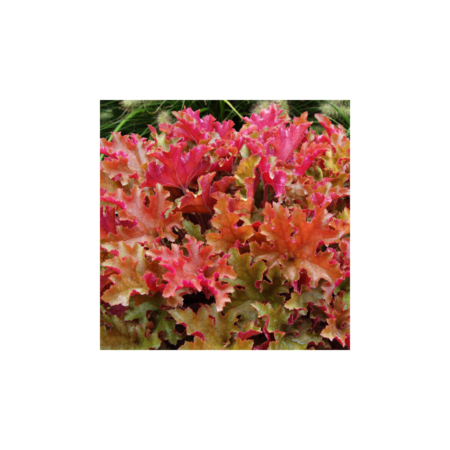 Plantes Vivaces HEUCHERA 'Marmalade' ® - Heuchère en vente - Pépinière Lepage .