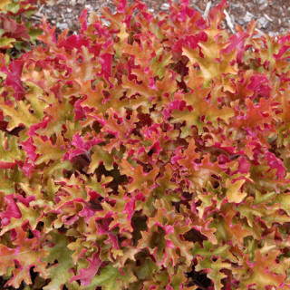 Plantes Vivaces HEUCHERA 'Marmalade' ® - Heuchère en vente - Pépinière Lepage .