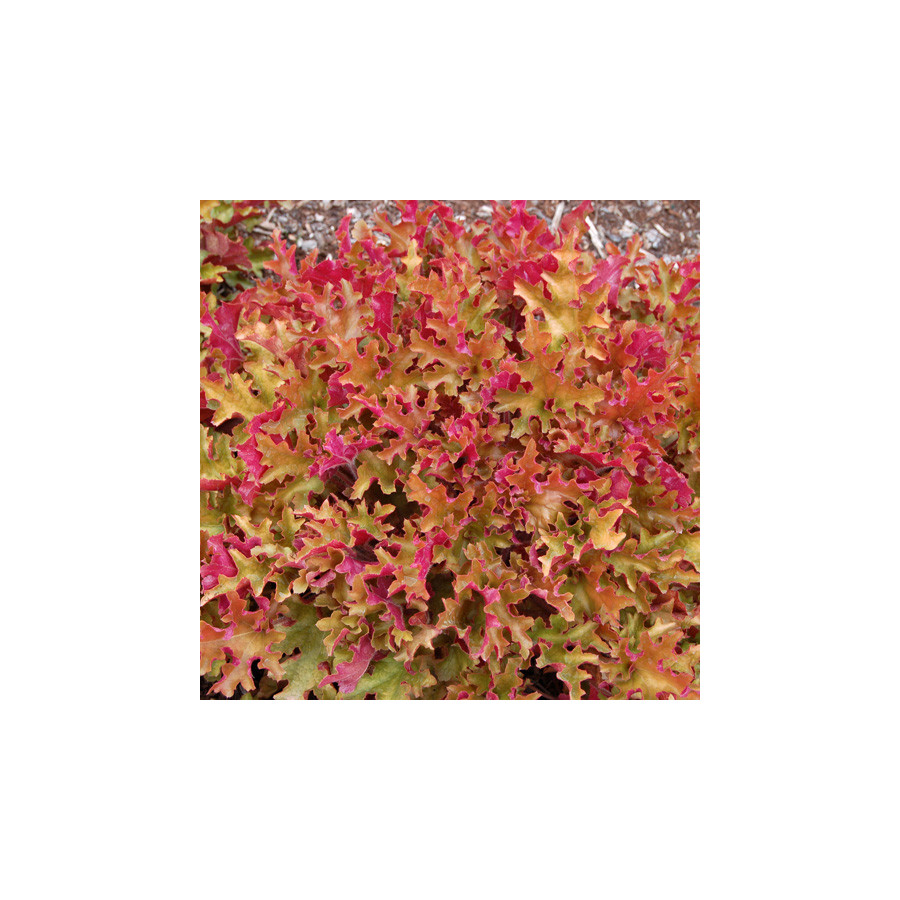 Plantes Vivaces HEUCHERA 'Marmalade' ® - Heuchère en vente - Pépinière Lepage .