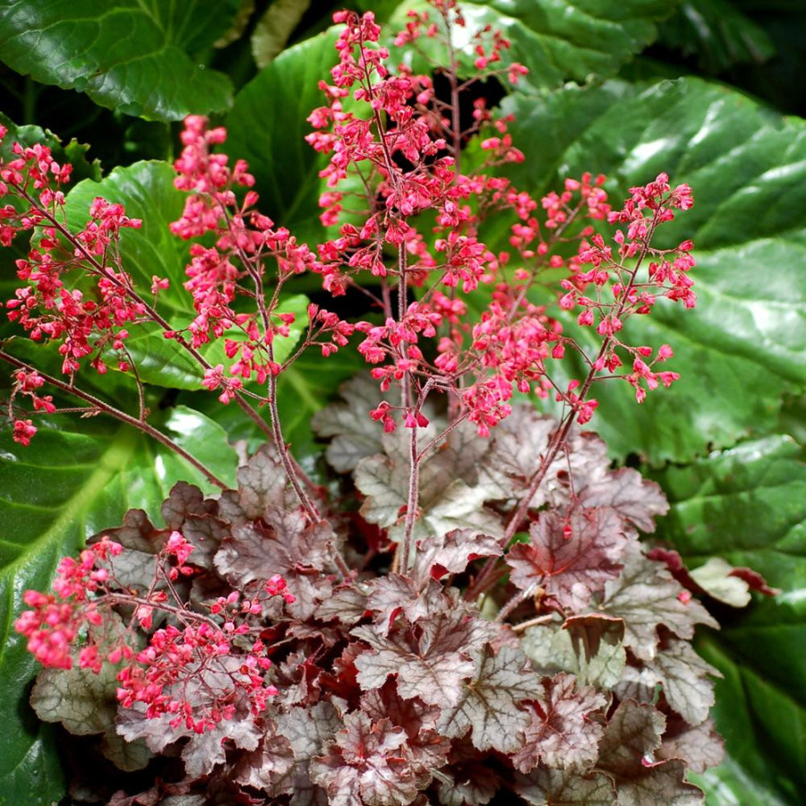 Plantes Vivaces HEUCHERA 'Milan' ® - Heuchère en vente - Pépinière Lepage .