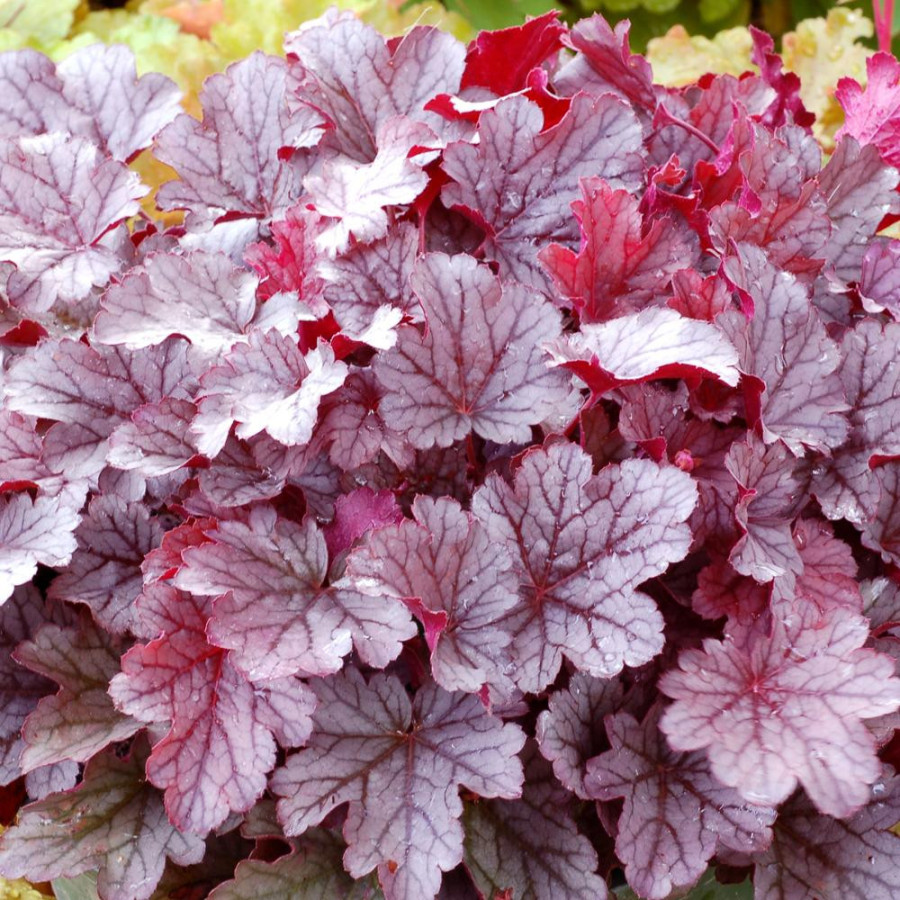 Plantes Vivaces HEUCHERA 'Milan' ® - Heuchère en vente - Pépinière Lepage .