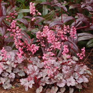 Plantes Vivaces HEUCHERA 'Milan' ® - Heuchère en vente - Pépinière Lepage .