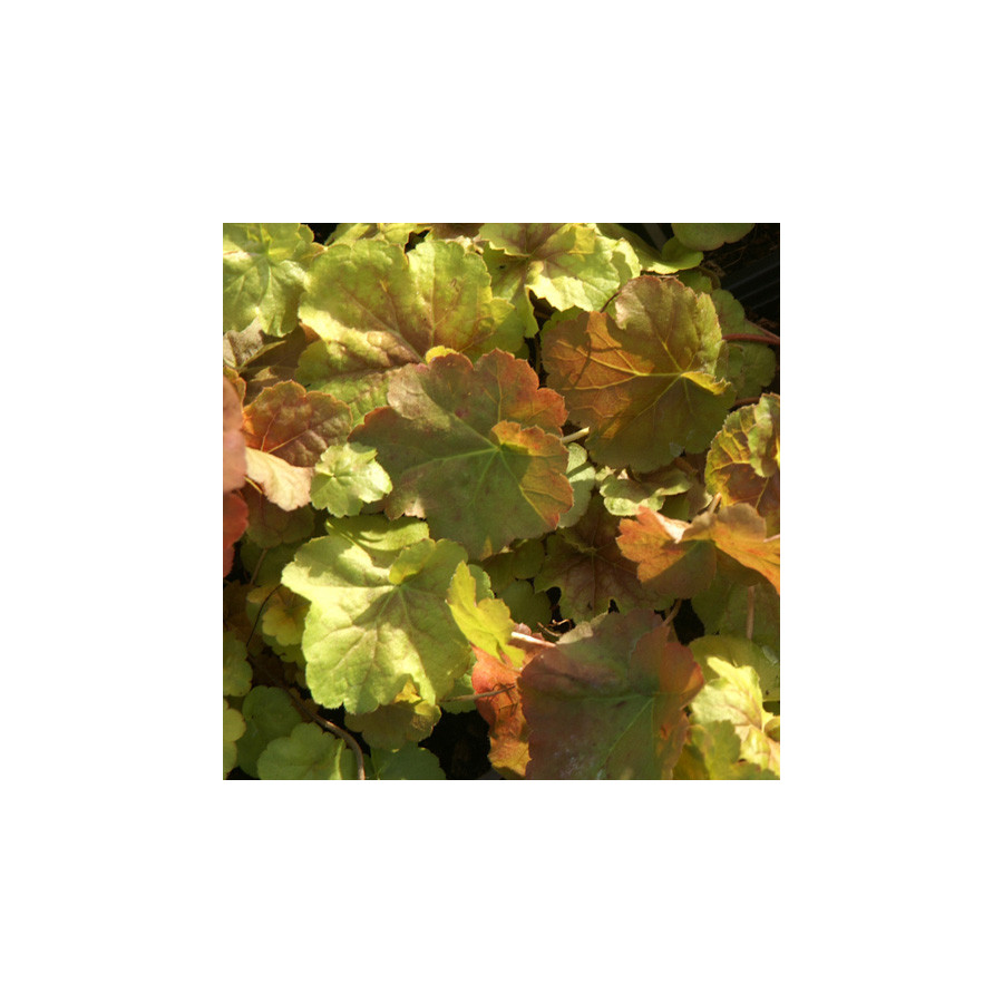 Plantes Vivaces HEUCHERA 'Miracle' ® - Heuchère en vente - Pépinière Lepage .