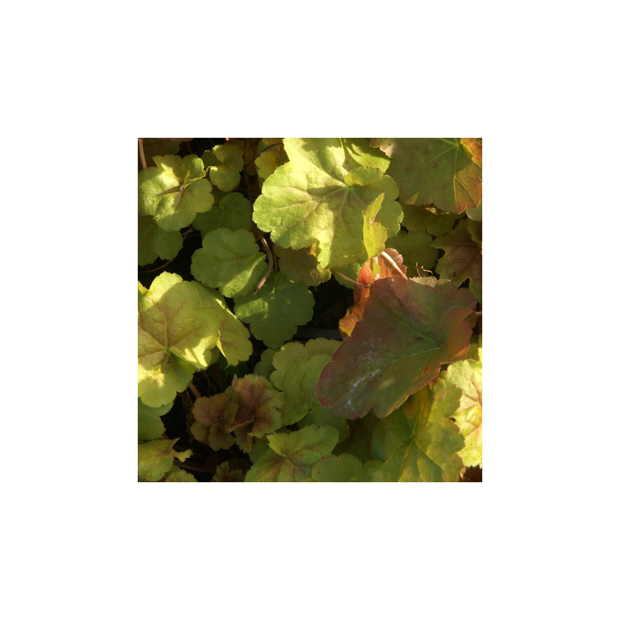 Plantes Vivaces HEUCHERA 'Miracle' ® - Heuchère en vente - Pépinière Lepage .