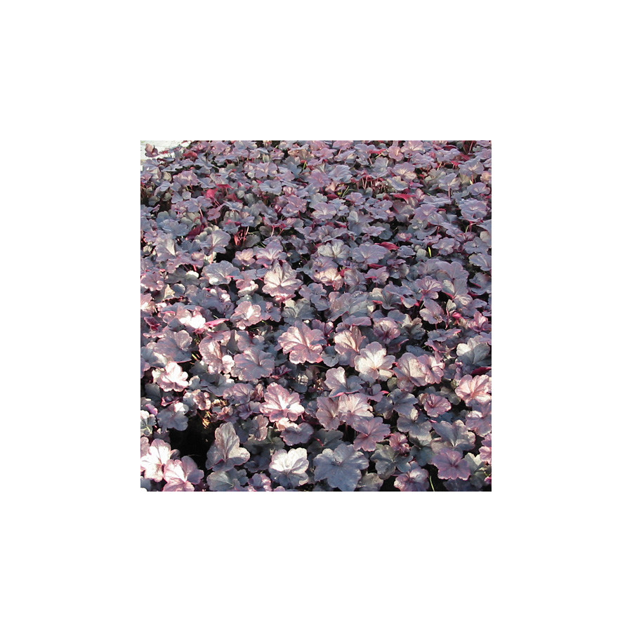 Plantes Vivaces HEUCHERA 'Obsidian' ® - Heuchère en vente - Pépinière Lepage .