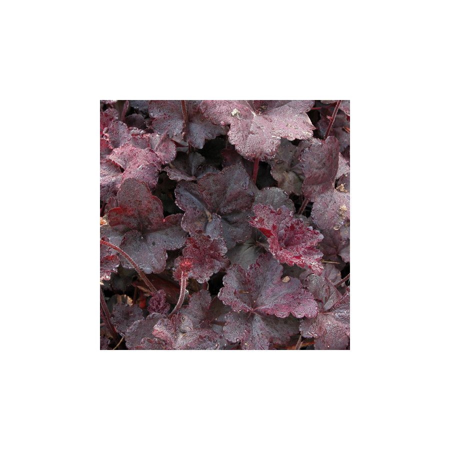 Plantes Vivaces HEUCHERA 'Obsidian' ® - Heuchère en vente - Pépinière Lepage .