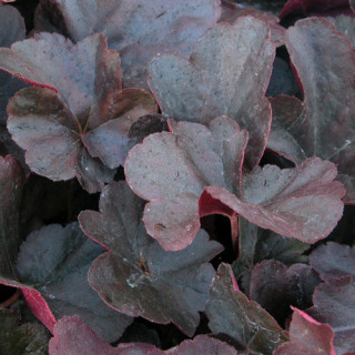 Plantes Vivaces HEUCHERA 'Obsidian' ® - Heuchère en vente - Pépinière Lepage .