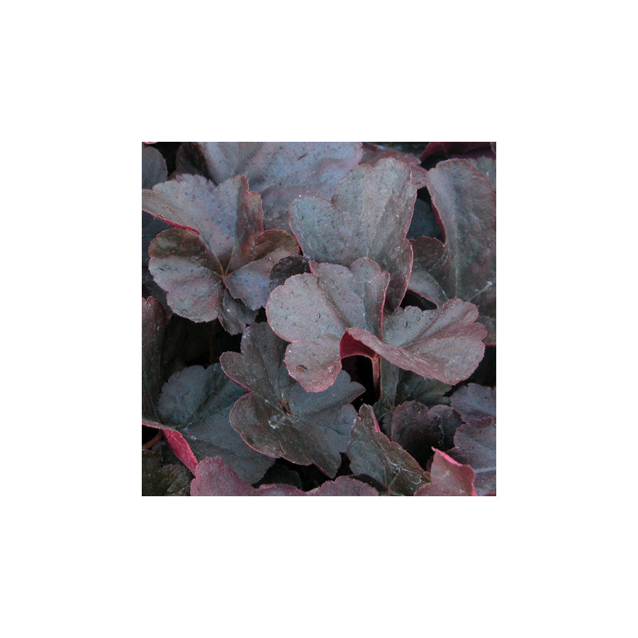 Plantes Vivaces HEUCHERA 'Obsidian' ® - Heuchère en vente - Pépinière Lepage .
