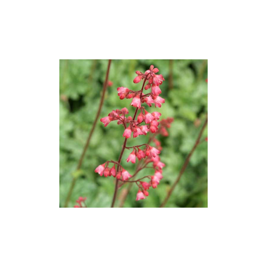Plantes Vivaces HEUCHERA 'Paris' ® - Heuchère en vente - Pépinière Lepage .