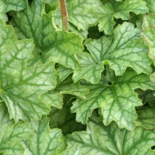 Plantes Vivaces HEUCHERA 'Paris' ® - Heuchère en vente - Pépinière Lepage .