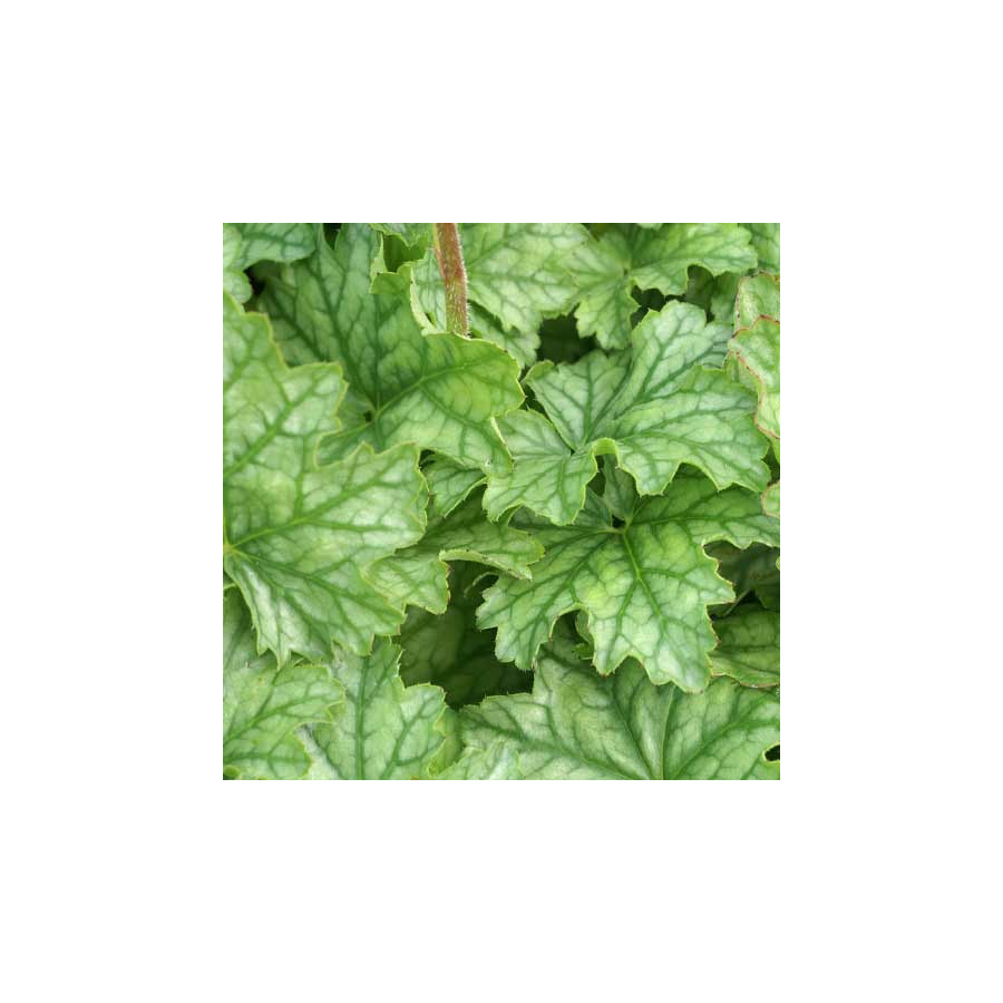 Plantes Vivaces HEUCHERA 'Paris' ® - Heuchère en vente - Pépinière Lepage .