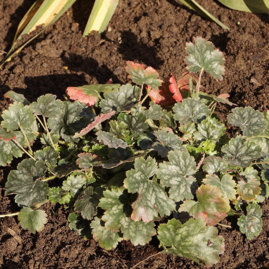 Plantes Vivaces HEUCHERA 'Princess Alice' - Heuchère en vente - Pépinière Lepage .