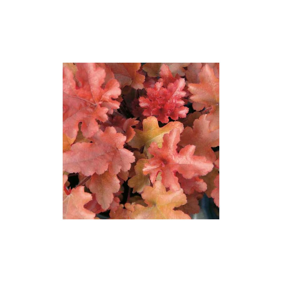 Plantes Vivaces HEUCHERA 'Red Fury' - Heuchère en vente - Pépinière Lepage .
