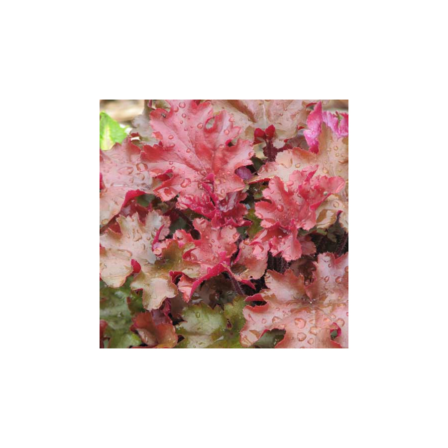 Plantes Vivaces HEUCHERA 'Red Fury' - Heuchère en vente - Pépinière Lepage .