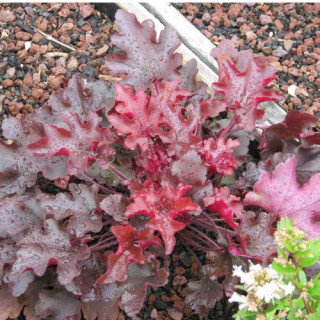 Plantes Vivaces HEUCHERA 'Red Fury' - Heuchère en vente - Pépinière Lepage .