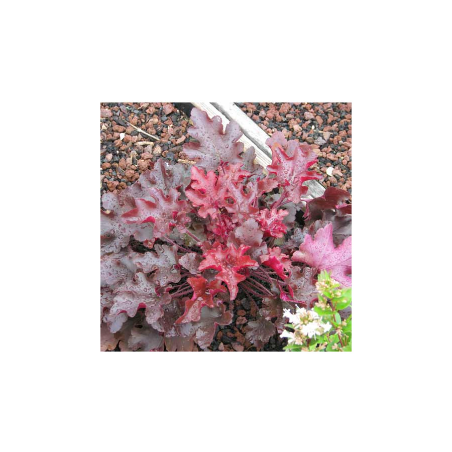 Plantes Vivaces HEUCHERA 'Red Fury' - Heuchère en vente - Pépinière Lepage .