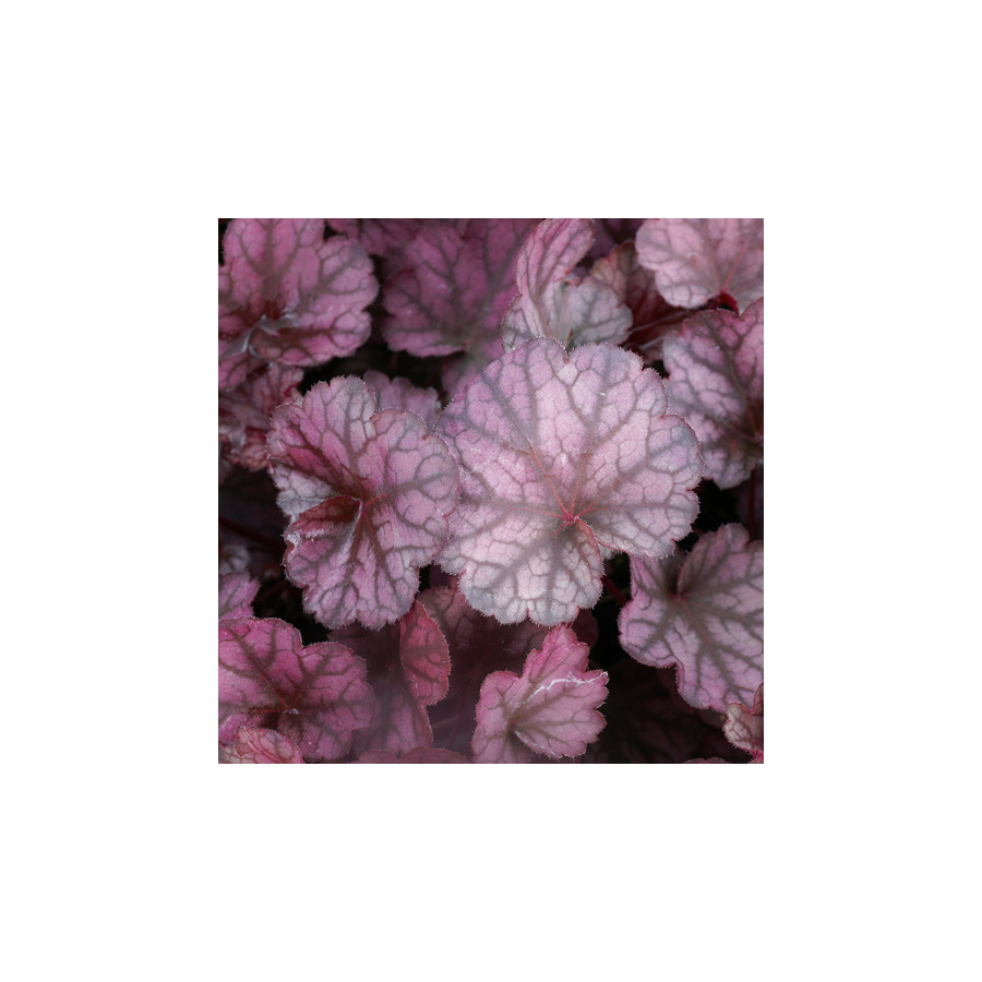 Plantes Vivaces HEUCHERA 'Silver Lord' - Heuchère en vente - Pépinière Lepage .