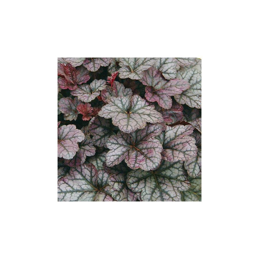 Plantes Vivaces HEUCHERA 'Silver Lord' - Heuchère en vente - Pépinière Lepage .