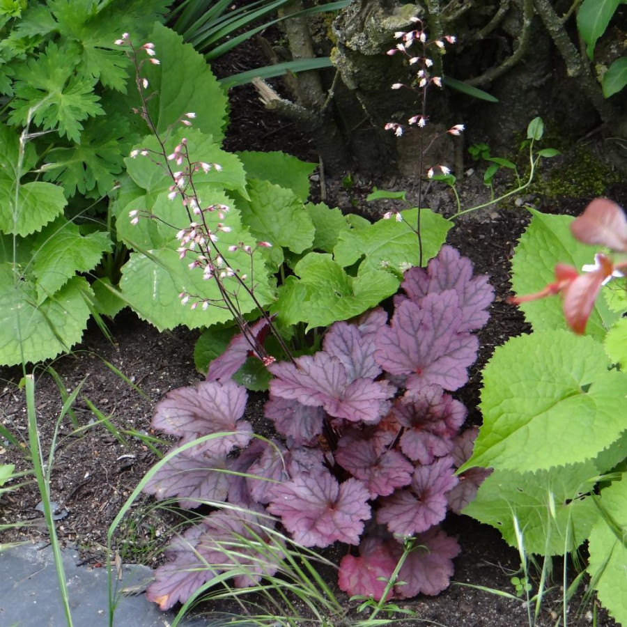 Plantes Vivaces HEUCHERA 'Silver Lord' - Heuchère en vente - Pépinière Lepage .